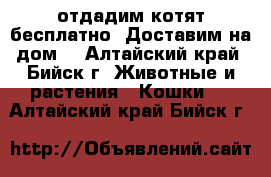 отдадим котят бесплатно. Доставим на дом. - Алтайский край, Бийск г. Животные и растения » Кошки   . Алтайский край,Бийск г.